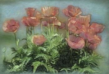 Peachy Poppies In The Garden | Obraz na stenu