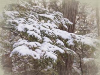 Snowy Pine Boughs | Obraz na stenu