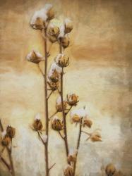 Wintry Rose Of Sharon | Obraz na stenu