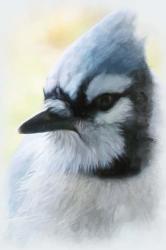 Buzz Two Point O - Portrait Of A Blue Jay | Obraz na stenu
