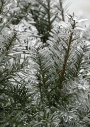 Winter Spectacular - Hicks Yew Closeup | Obraz na stenu