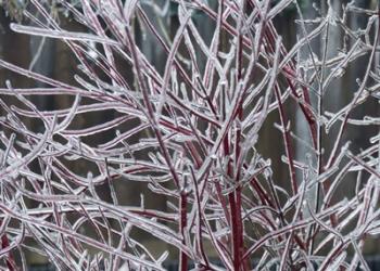 Winter Spectacular - Silver Leaf Dogwood | Obraz na stenu