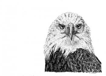 Bald eagle | Obraz na stenu