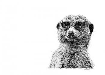 Meerkat | Obraz na stenu
