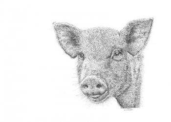 Pig | Obraz na stenu