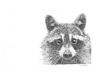 Raccoon | Obraz na stenu
