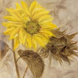 Sunflower I | Obraz na stenu
