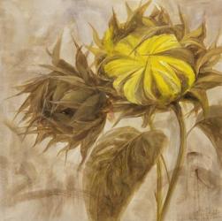 Sunflower II | Obraz na stenu