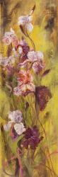 Bearded Iris II | Obraz na stenu