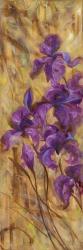 Bearded Iris VII | Obraz na stenu