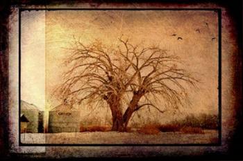 For the Love of Trees IV | Obraz na stenu