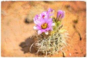 Desert Flower 4 | Obraz na stenu