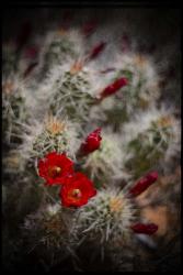 Desert Flower 6 | Obraz na stenu