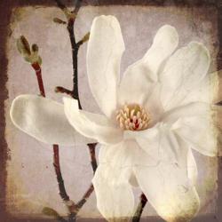 Paper Magnolia Closeup | Obraz na stenu