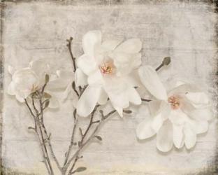 Spring Magnolia | Obraz na stenu