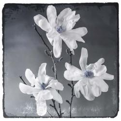 Blue Magnolia 2 | Obraz na stenu
