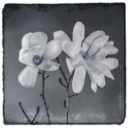 Blue Magnolia 3 | Obraz na stenu