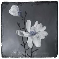 Blue Magnolia | Obraz na stenu