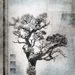August Tree 4 | Obraz na stenu