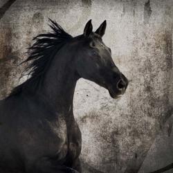 Gypsy Horse Collection V1 4 | Obraz na stenu
