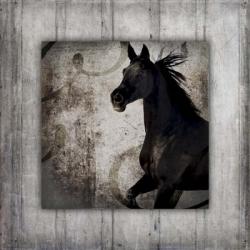 Gypsy Horse Collection V1 8 | Obraz na stenu