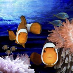 Sea Creatures Clown Fish | Obraz na stenu