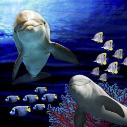 Sea Creatures Dolphines | Obraz na stenu