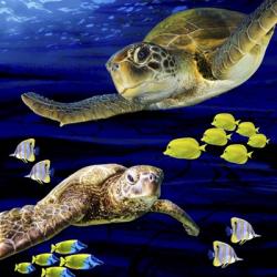 Sea Creatures Turtle | Obraz na stenu