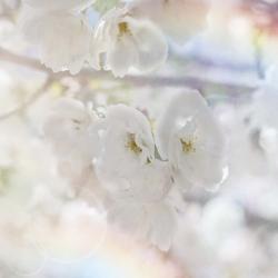 Apple Blossoms 01 | Obraz na stenu