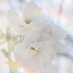 Apple Blossoms 02 | Obraz na stenu
