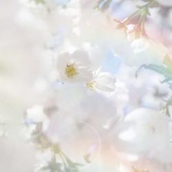 Apple Blossoms 03 | Obraz na stenu