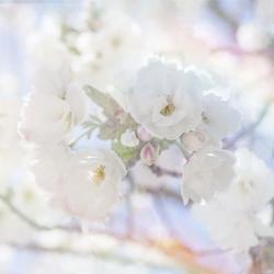Apple Blossoms 05 | Obraz na stenu