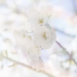 Apple Blossoms 06 | Obraz na stenu