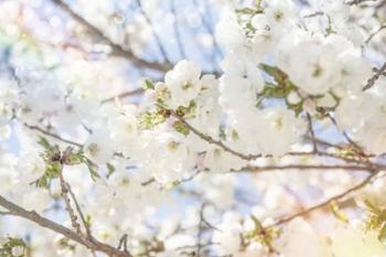 White Spring Blossoms 02 | Obraz na stenu