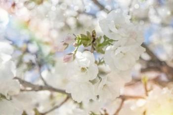 White Spring Blossoms 03 | Obraz na stenu