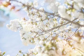 White Spring Blossoms 04 | Obraz na stenu