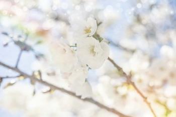 White Spring Blossoms 05 | Obraz na stenu