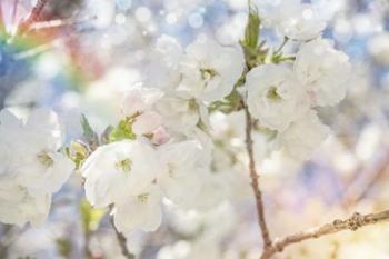 White Spring Blossoms 06 | Obraz na stenu