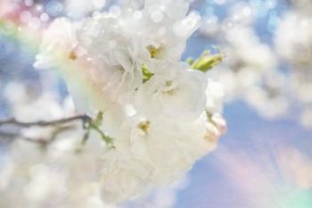 White Spring Blossoms 08 | Obraz na stenu