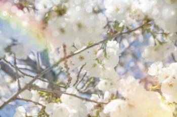 White Spring Blossoms 09 | Obraz na stenu