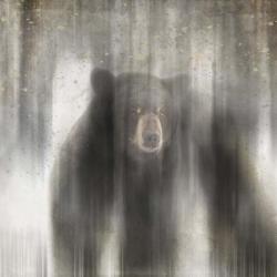 Antique Wildlife bear | Obraz na stenu