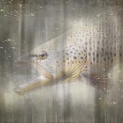 Antique Wildlife Brown Trout | Obraz na stenu