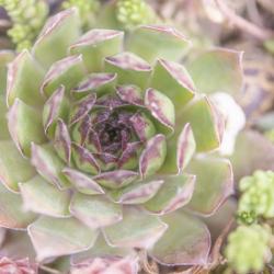 Succulents 09 | Obraz na stenu