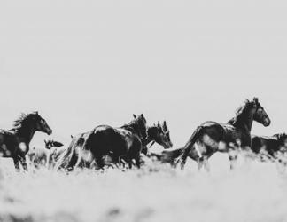 Wild Horses of the Great Basin | Obraz na stenu