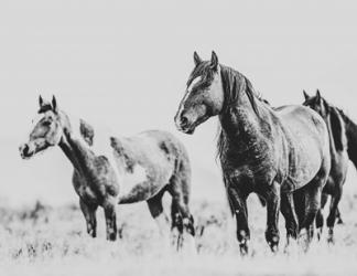 Wild Horses of the Great Basin 4 | Obraz na stenu