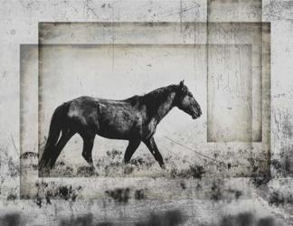 Wild Horses of the Great Basin 5 | Obraz na stenu