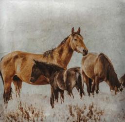 Wild Horses of the Great Basin Lomography 2 | Obraz na stenu