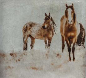 Wild Horses of the Great Basin Lomography 3 | Obraz na stenu