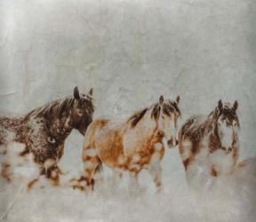 Wild Horses of the Great Basin Lomography 4 | Obraz na stenu