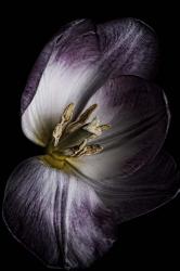 Antiqued Tulip | Obraz na stenu